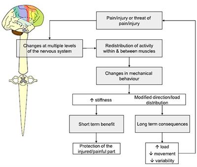 The Robust Running Ape: Unraveling the Deep Underpinnings of Coordinated Human Running Proficiency